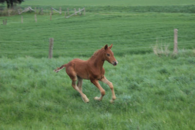 L'Allegro