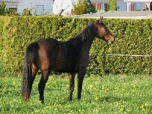 Bella Lauries, April 2009