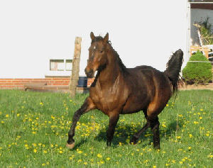 Bella Lauries, April 2009