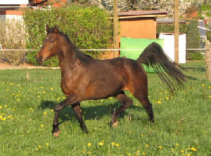 Bella Lauries, April 2009