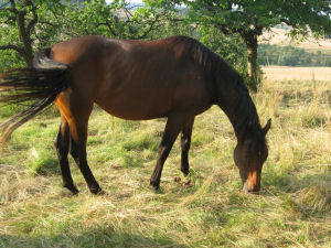 Bella Lauries, Juni 2008