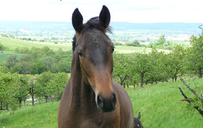 Bijou und Mutter Qashqai