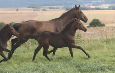 Bijou und Mutter Qashqai