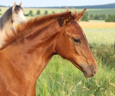 Fine Lady, August 2010