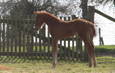 Fine Lady, April 2010