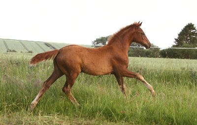 Fine Lady, April 2010