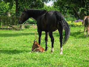 Parodie und Gracy, Juni 2009