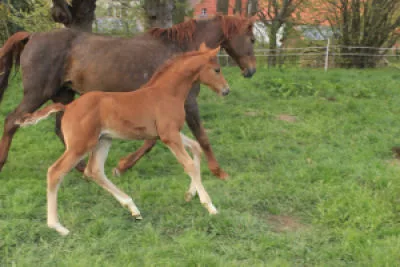 L'Allegro