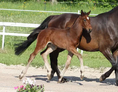 Aramis