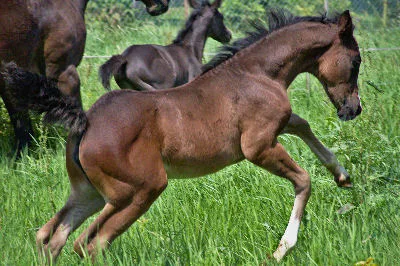 Riekabelle