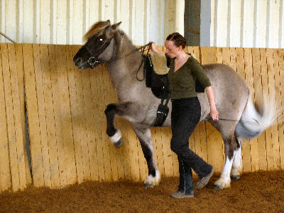Reitkurs mit Maren Schulze